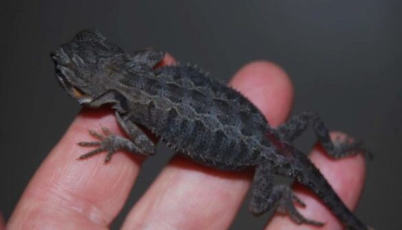 Black Bearded Dragons